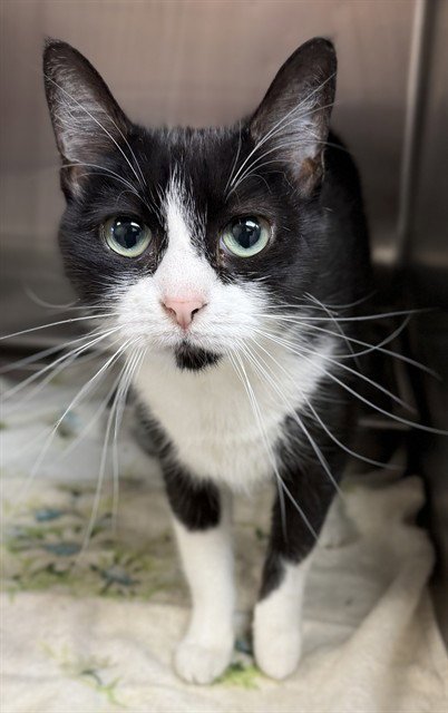 MORTICIA - Domestic Short Hair available for adoption