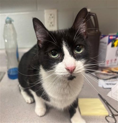 MORTICIA - Domestic Short Hair for adoption in Augusta