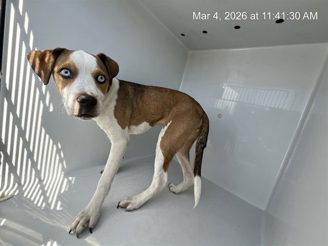 PICKLES - Pit Bull Terrier available for adoption