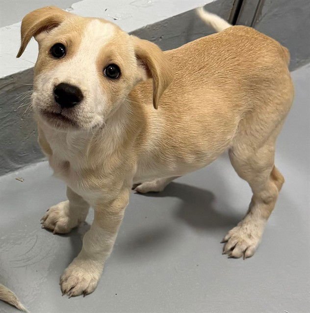 THEO - Labrador Retriever available for adoption