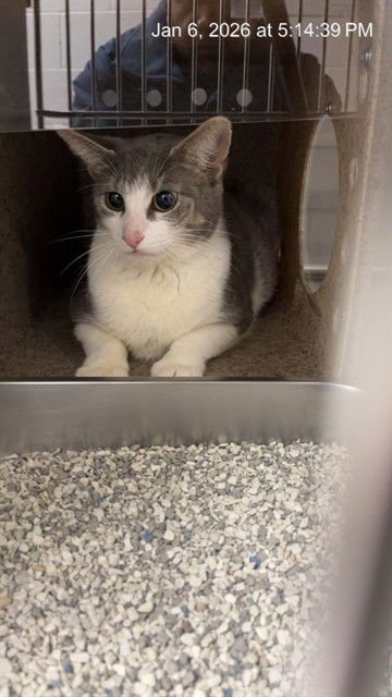 STARBURST - Domestic Short Hair available for adoption