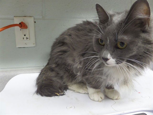 JOLEEN - Domestic Medium Hair available for adoption