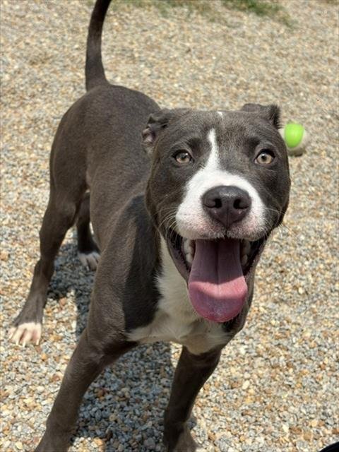 XENO - Pit Bull Terrier for adoption in Augusta