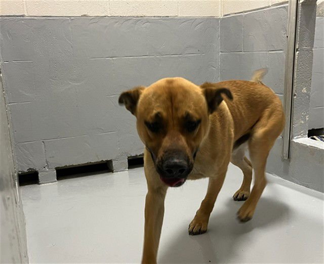 BAILEY - German Shepherd Dog available for adoption