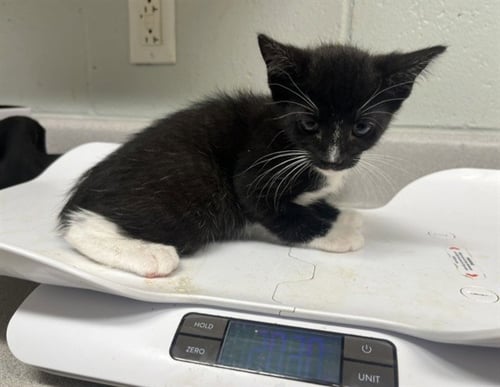 DAYAN - Domestic Short Hair available for adoption