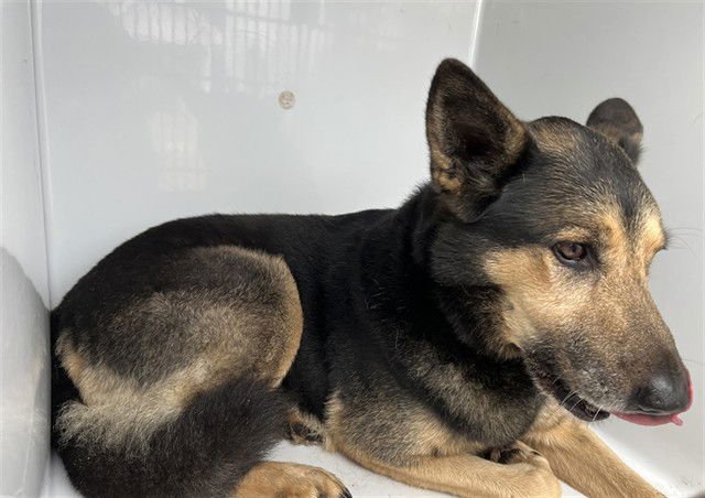 PEPPERJACK - German Shorthaired Pointer available for adoption