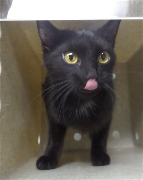 LULU - Domestic Short Hair available for adoption
