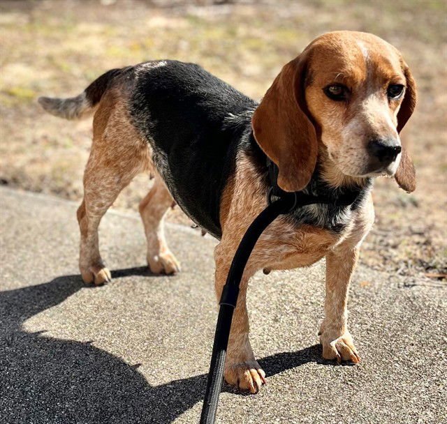 SHANIA - Beagle available for adoption