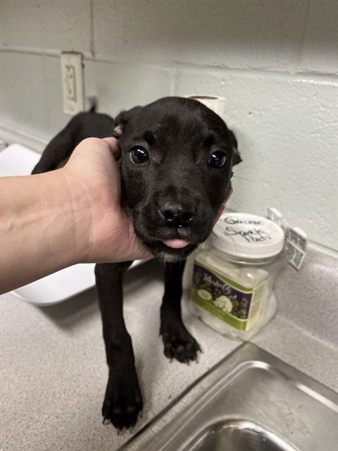 POPPY - Pit Bull Terrier available for adoption