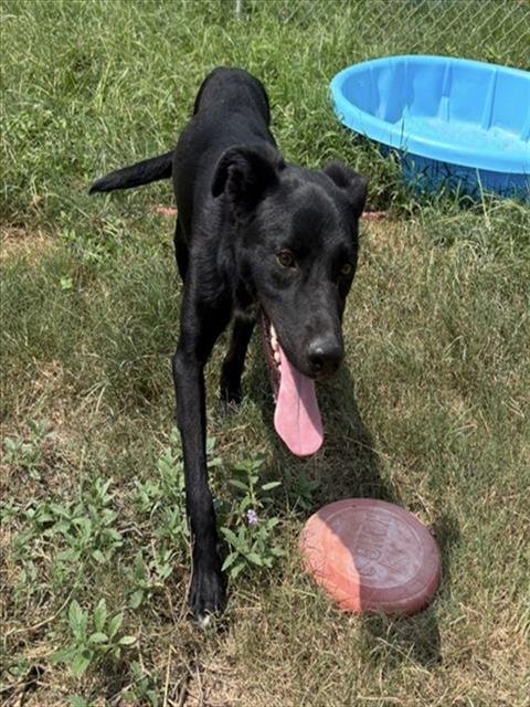 TIPTOE - Labrador Retriever for adoption in Augusta