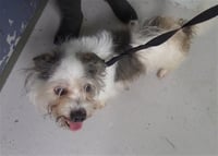 BUDDY - Photo 1