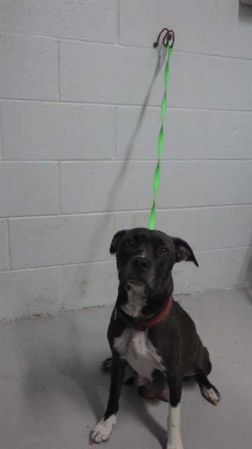 MEADOW - Pit Bull Terrier for adoption in Augusta