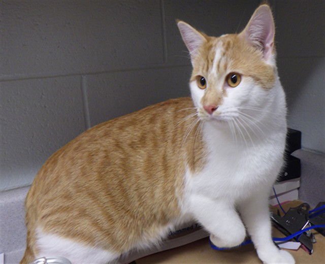 NUGGET - Domestic Short Hair available for adoption