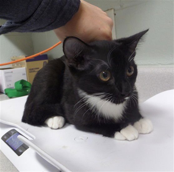 ZOEY - Domestic Short Hair available for adoption