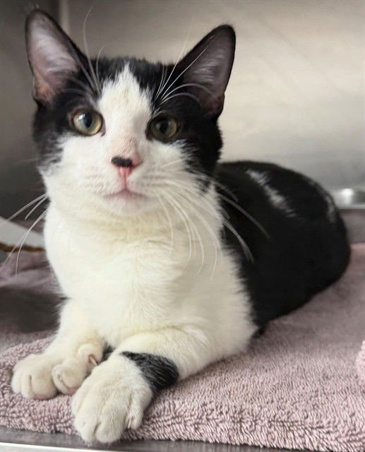 EPONA - Domestic Short Hair available for adoption