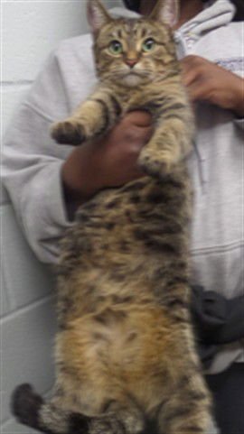 PURRSCILLA - Domestic Short Hair available for adoption