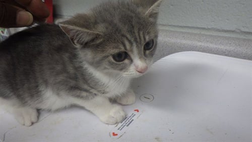LUGNUT - Domestic Short Hair available for adoption