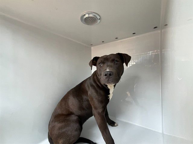 LIZA - Pit Bull Terrier for adoption in Augusta