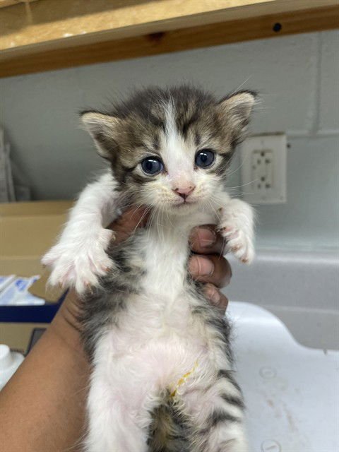 IZZY - Domestic Short Hair available for adoption