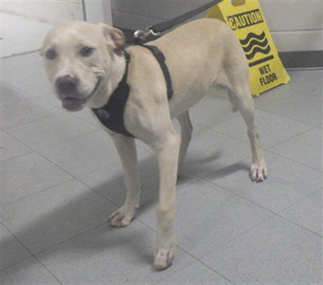 LONDON - Labrador Retriever available for adoption