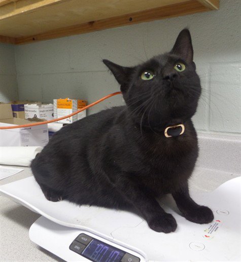 PENNY - Domestic Short Hair available for adoption