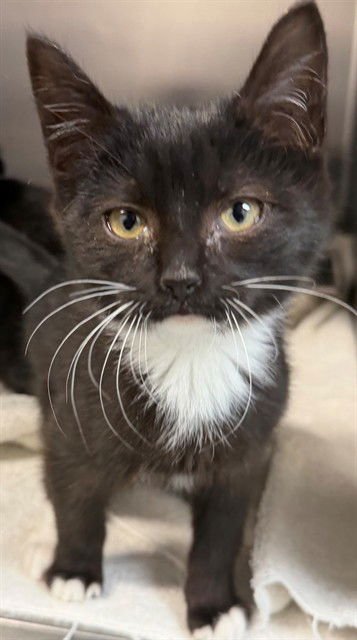 WHESKER - Domestic Short Hair available for adoption