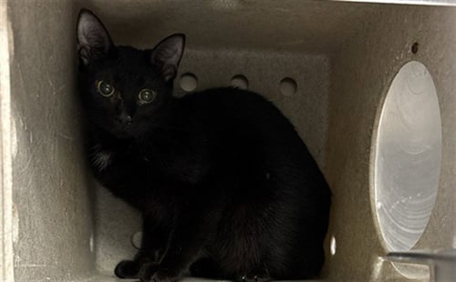 BLOSSOM - Domestic Short Hair available for adoption