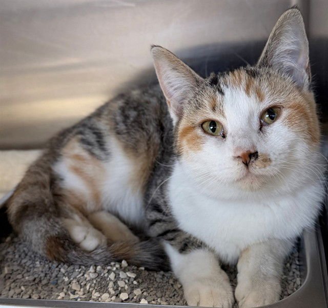 ELLIE - Domestic Short Hair available for adoption