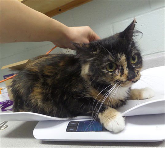 ELEVEN - Domestic Long Hair available for adoption