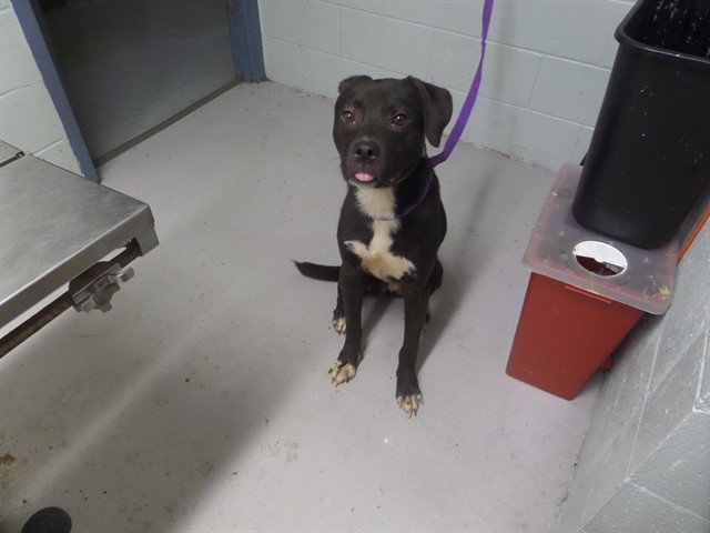 BAILEY Image