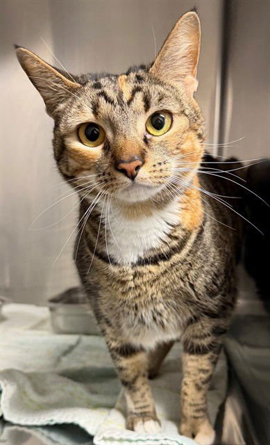 KIT KAT - Domestic Short Hair available for adoption