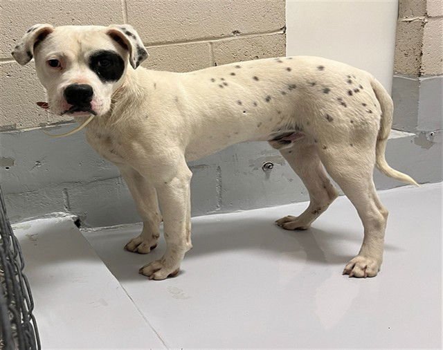 ORION - Boxer available for adoption