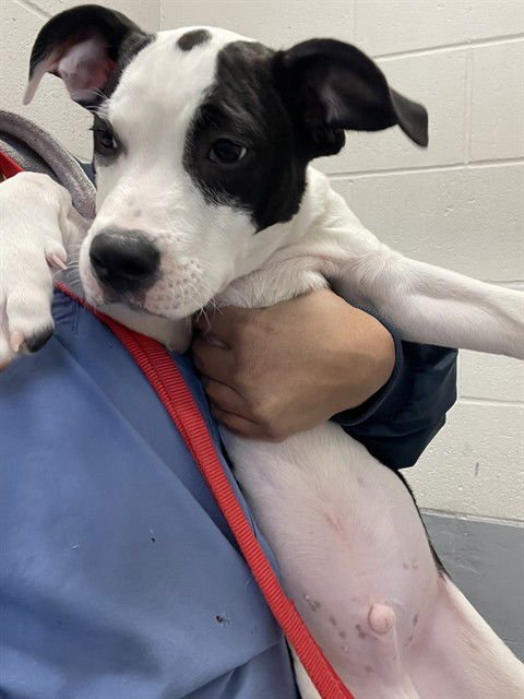 FRISBEE - Pit Bull Terrier available for adoption