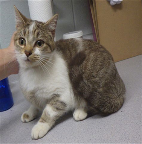 TAFFY - Domestic Short Hair available for adoption