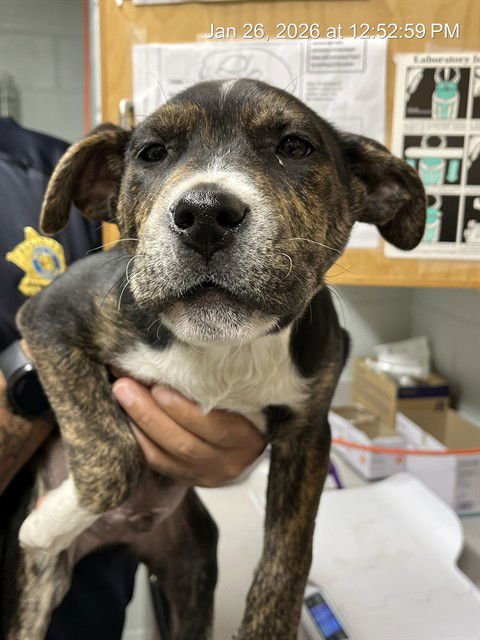 HAKU - Pit Bull Terrier available for adoption