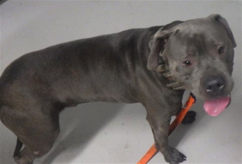 TANK - Pit Bull Terrier available for adoption