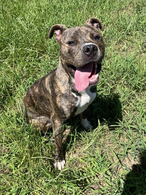 BUSTER Image