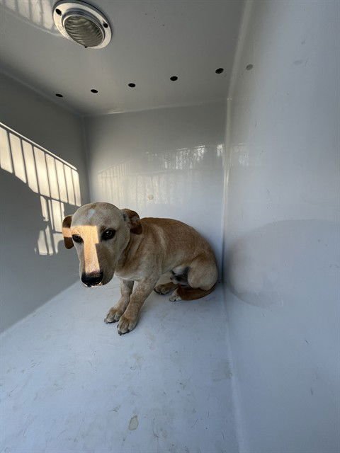 STANLEY - Dachshund available for adoption