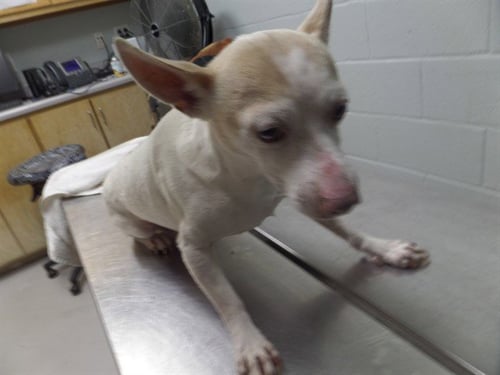 BUTTA - Parson Russell Terrier / Chihuahua available for adoption