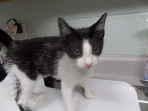 BUSTER - Domestic Short Hair for adoption in Augusta