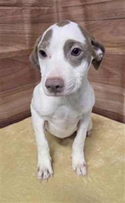 PANCAKE - Pit Bull Terrier available for adoption