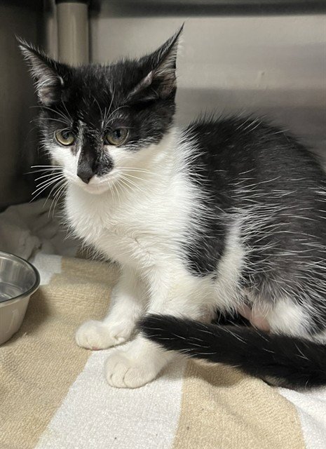 CLAIRE - Domestic Medium Hair for adoption in Augusta