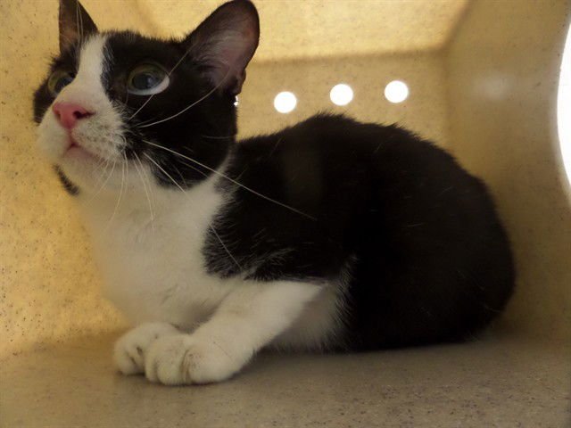 CORA - Domestic Short Hair available for adoption