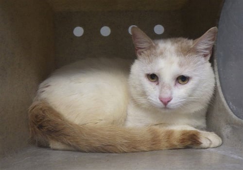 EDDIE - Domestic Short Hair for adoption in Augusta
