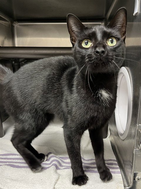 BLINX - Domestic Short Hair for adoption in Augusta