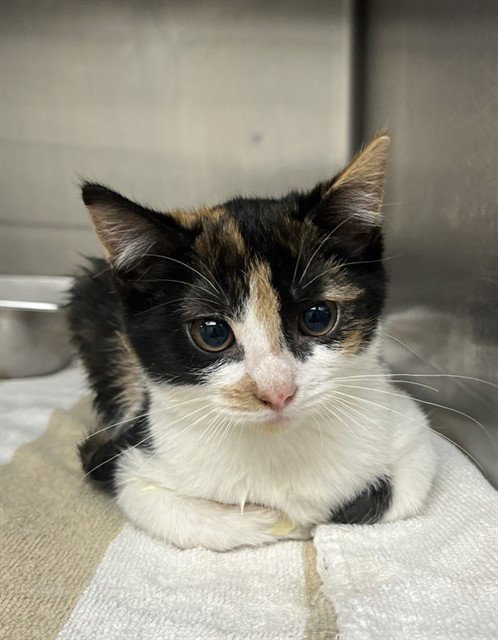 EMILY - Domestic Short Hair for adoption in Augusta