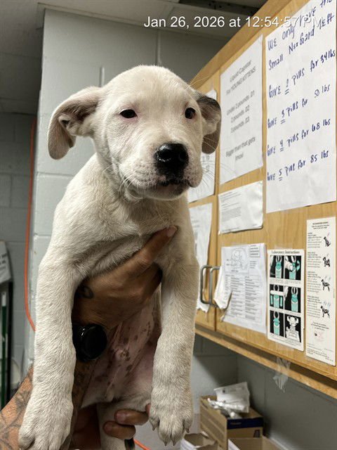 KOA - Pit Bull Terrier available for adoption