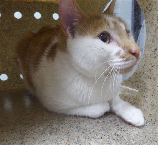 GEORGE - Domestic Short Hair available for adoption