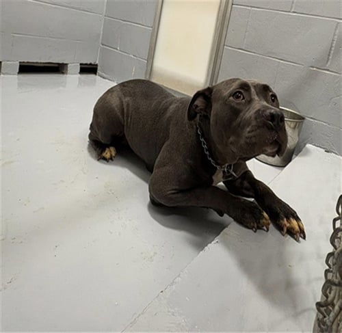 BABY GIRL - Pit Bull Terrier for adoption in Augusta