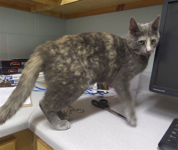 LEIA - Domestic Short Hair available for adoption